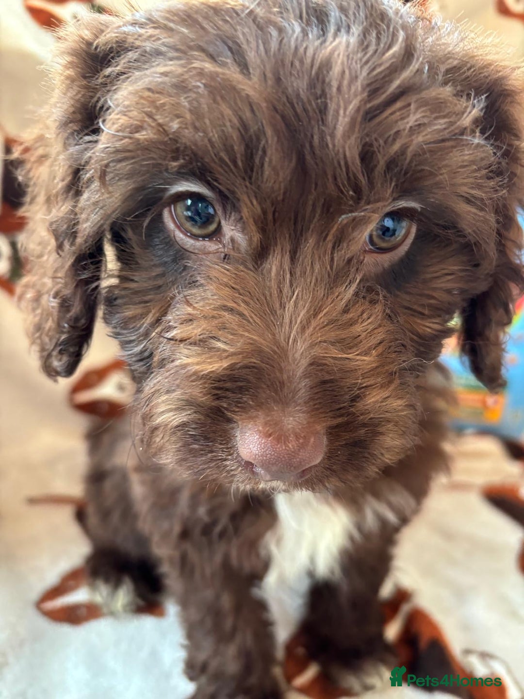 Cockapoo dogs for sale: Cockapoo puppies  - Advert 4