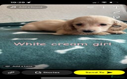 Miniature Dachshund dogs for sale: ***long haired mini dachshunds **** - Image 17