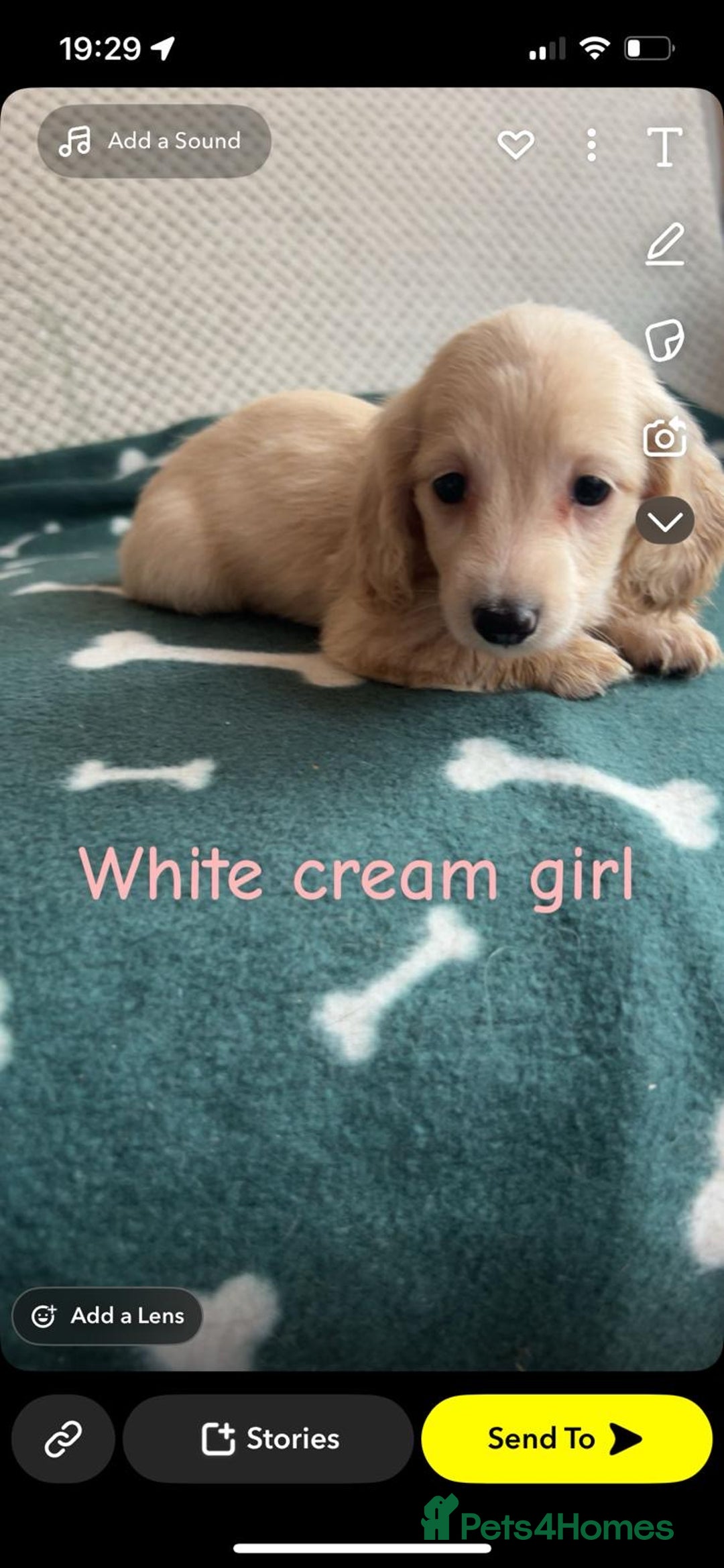 Miniature Dachshund dogs for sale: ***long haired mini dachshunds **** - Image 17