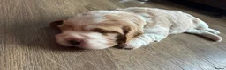 Beaglier dogs for sale: 🐾 Millie’s Beautiful Second & Final Litter 🐾 - Advert 29