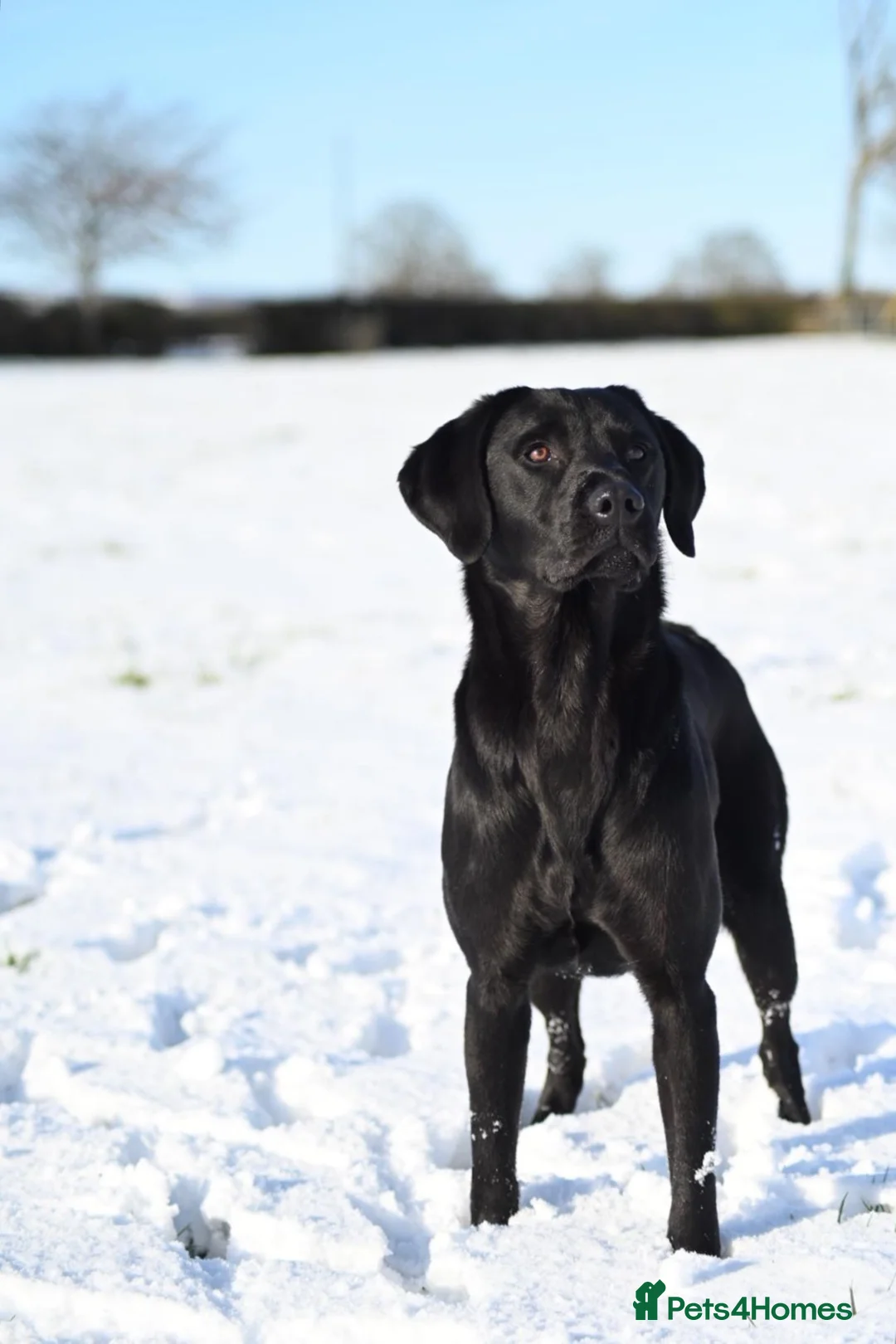 Labrador Retriever dogs for stud: Black Labrador Stud Dog Working  in Ellesmere - Advert 4