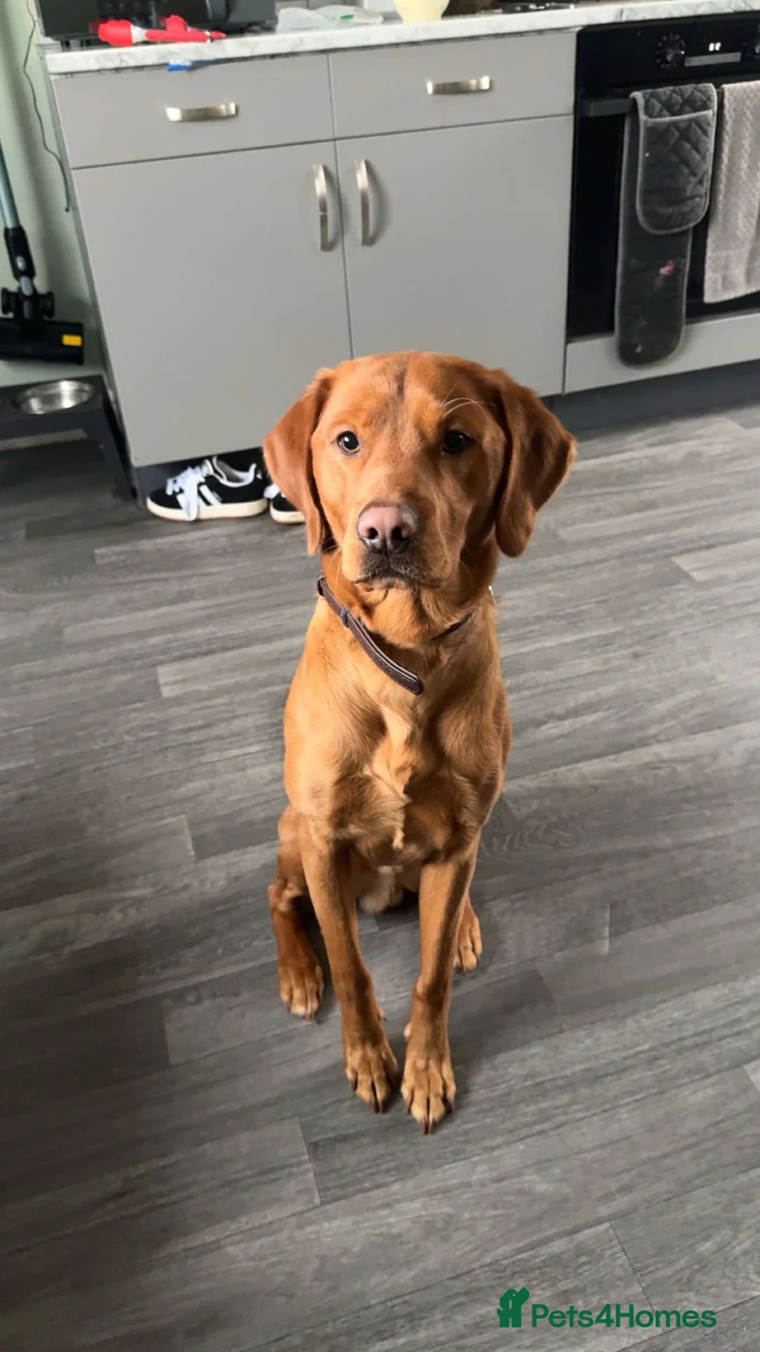 Labrador Retriever dogs for sale: OAKLEY  - Advert 1