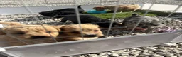 Mixed Breed dogs for sale: Ready to leave!!! - Advert 6