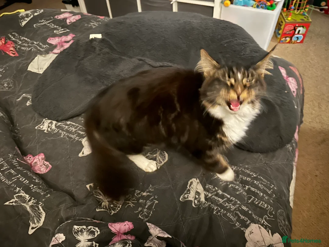 Maine Coon cats for sale: Xl mainecoon kittens full breed non reg  - Advert 2