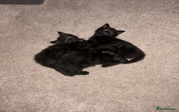 Mixed Breed cats for sale: Little Black Beauties - Image 9