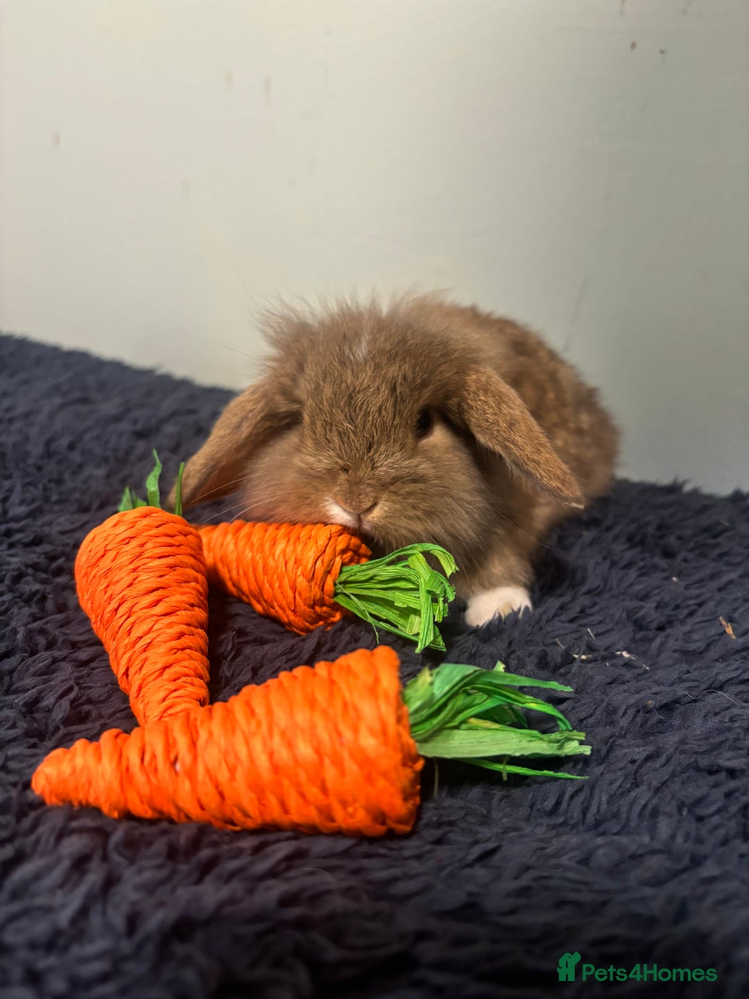 Mini Lop rabbits for sale: Mini lop bunnies  - Image 3