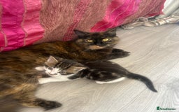 British Shorthair cats for sale: Beautiful British short hair x Maine coone kittens - Image 1
