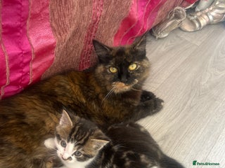 British Shorthair cats - Advert 9