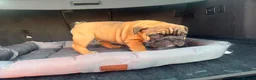 English Bulldog dogs for sale: Quality English bulldogs - Advert 11