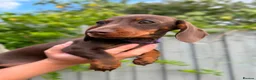 Miniature Dachshund dogs for sale: *KC Reg Miniature Dachshund Puppies available * - Advert 4