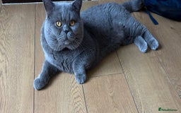 British Shorthair cats for sale: Quality British Shorthair Blue Kittens - Image 16
