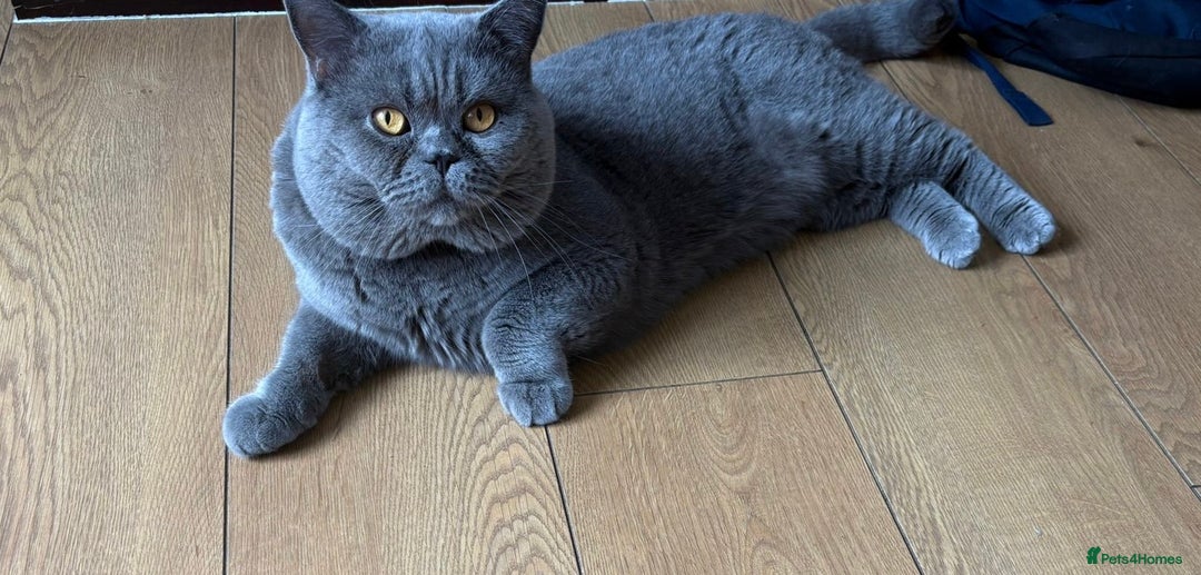 British Shorthair cats for sale: Quality British Shorthair Blue Kittens - Image 16