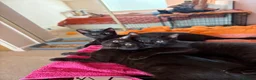 Mixed Breed cats for sale: 4 black kittens  - Advert 4