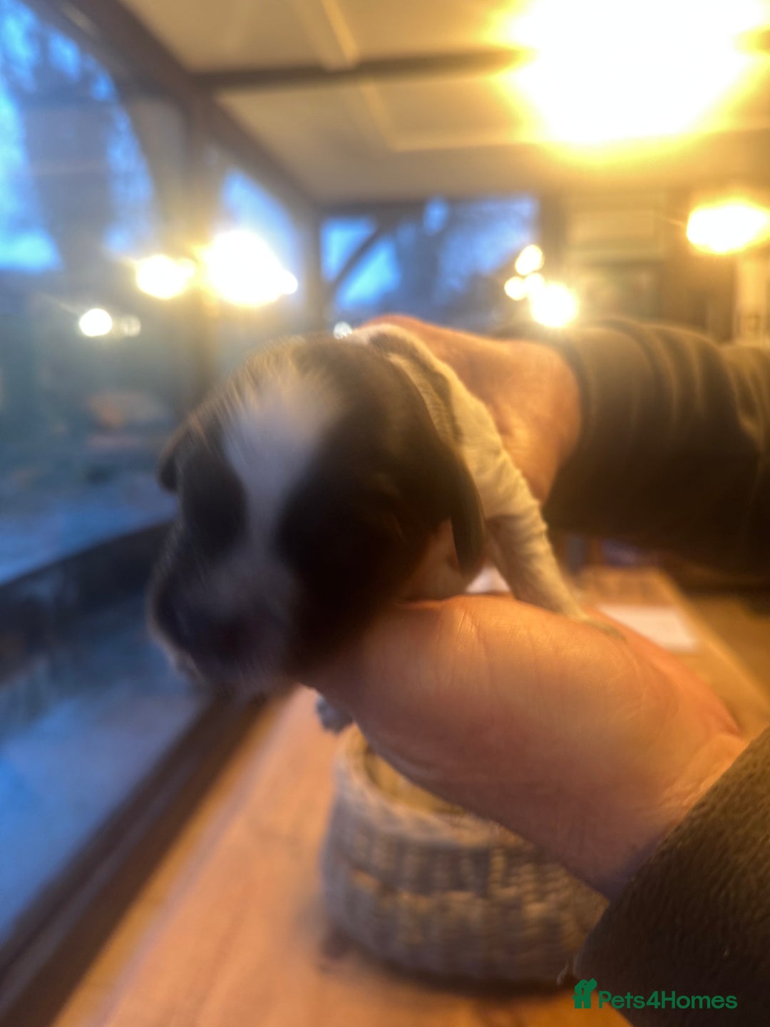 Sprocker dogs for sale: Sprocker puppies for sale - Advert 7