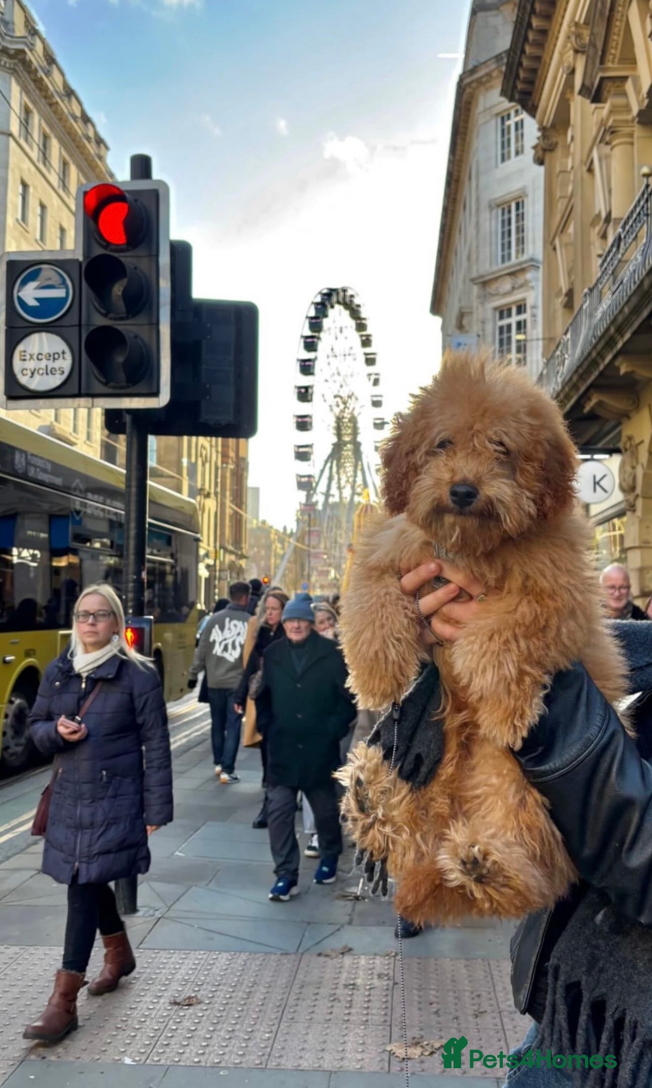 Miniature Poodle dogs Dog for Sale – trained & Comes with Accessories - Advert 1