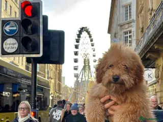 Miniature Poodle dogs Dog for Sale – trained & Comes with Accessories - Advert 1