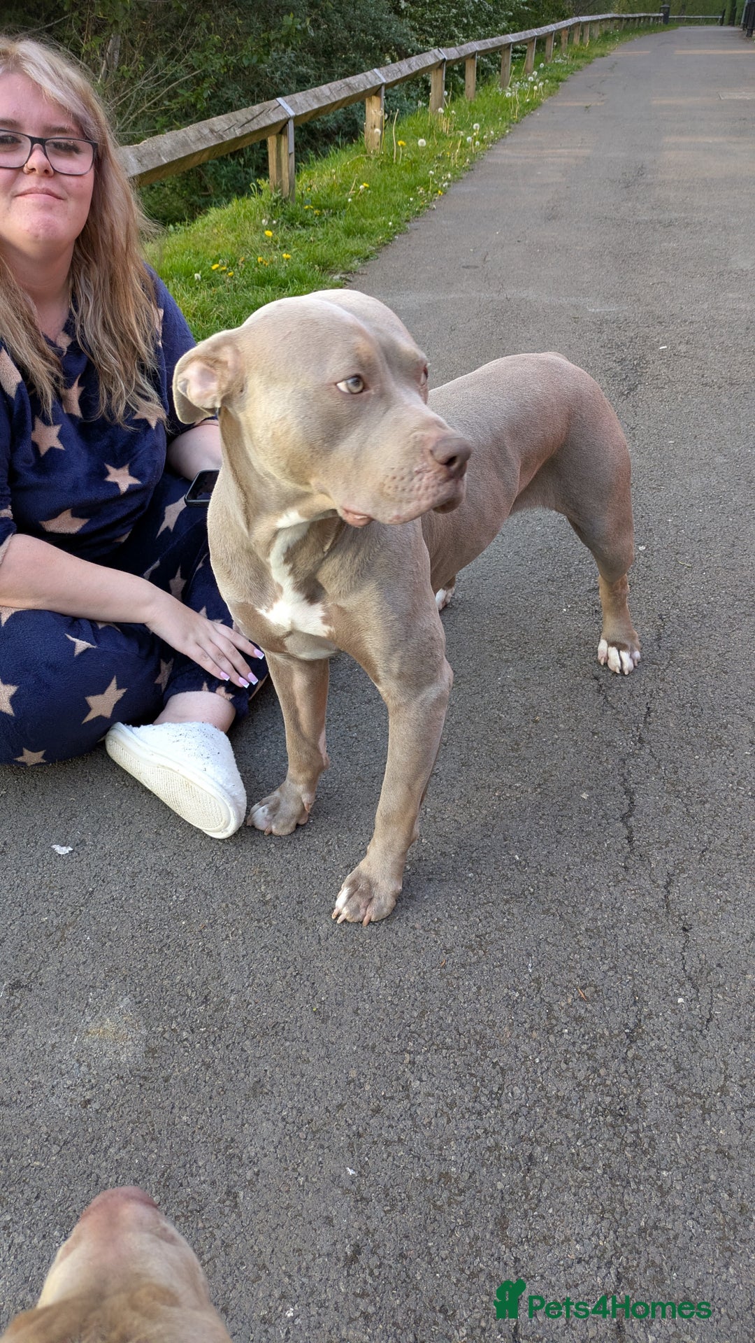 American Bully dogs for sale: American Bully 4 Months Old A Sweetheart  in Stonehouse - Image 20