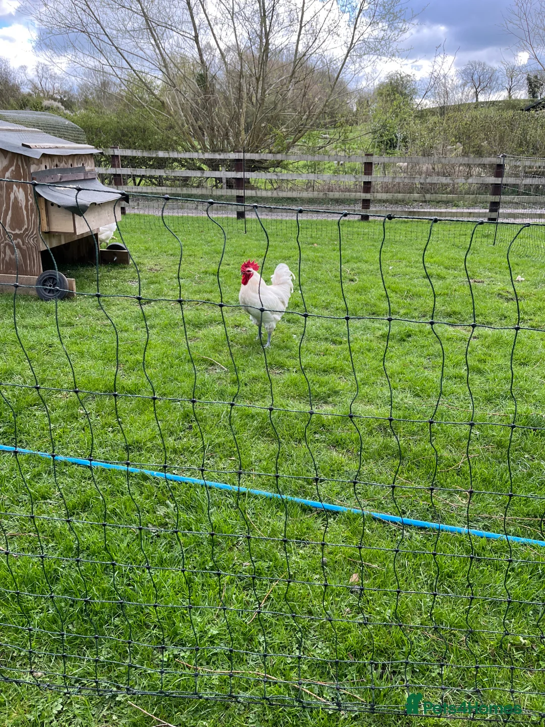 Chickens poultry for sale: Hatching eggs in Leicester - Advert 2