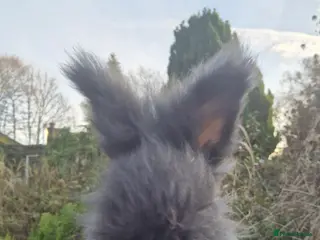 Angora rabbits 🖤 BOYS READY NOW- FULL FACED ANGORA 🖤 - Advert 11