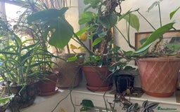 Canaries birds for sale: Two Beautiful Healthy Baby Canaries - Image 1