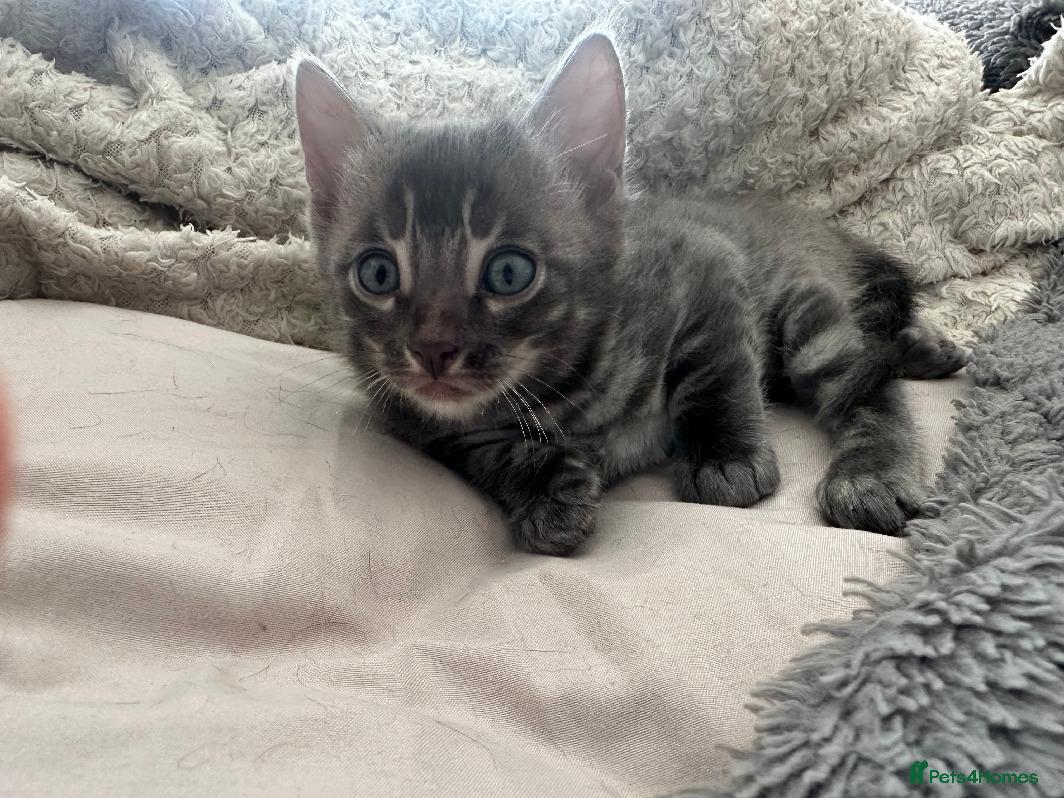 Bengal cats Exceptional silver girls & blue/ charcoal boys - Advert 2