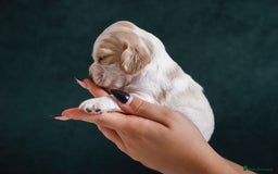 Cocker Spaniel dogs for sale: ✨ Showline Cocker Spaniel puppies for sale ✨ - Image 8