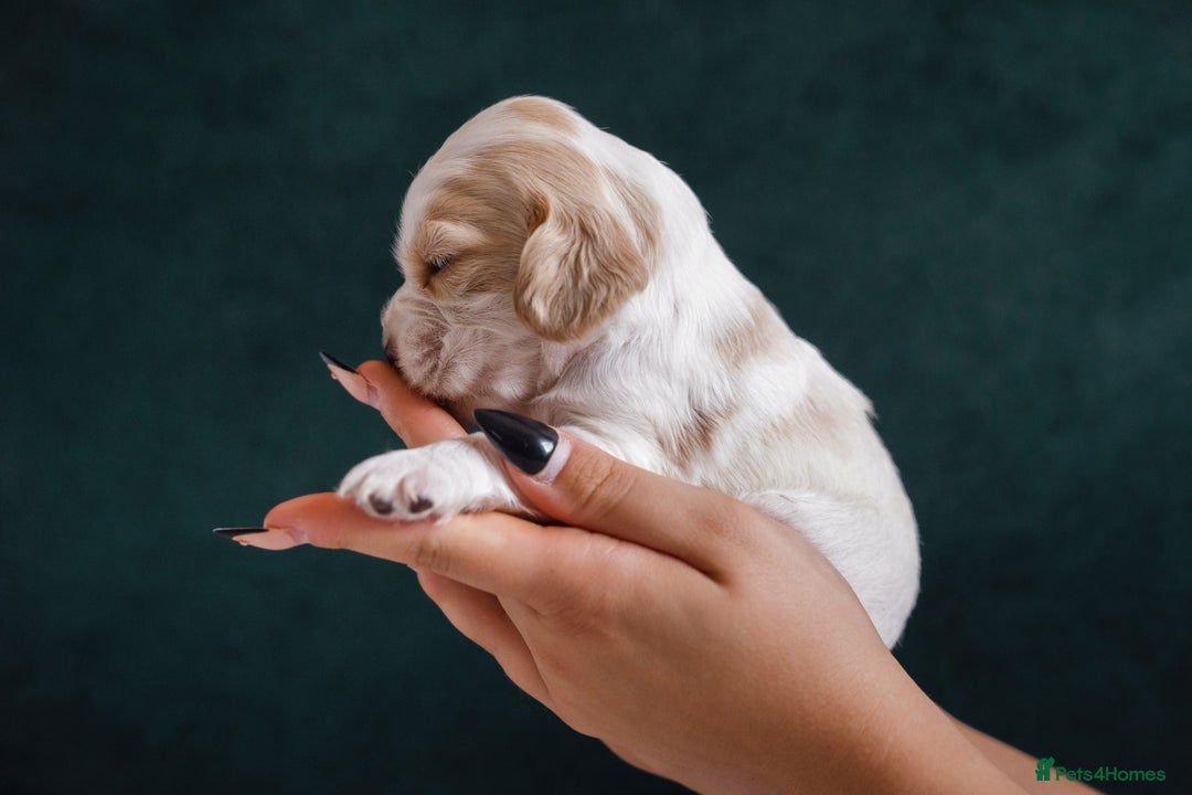 Cocker Spaniel dogs for sale: ✨ Showline Cocker Spaniel puppies for sale ✨ - Image 8
