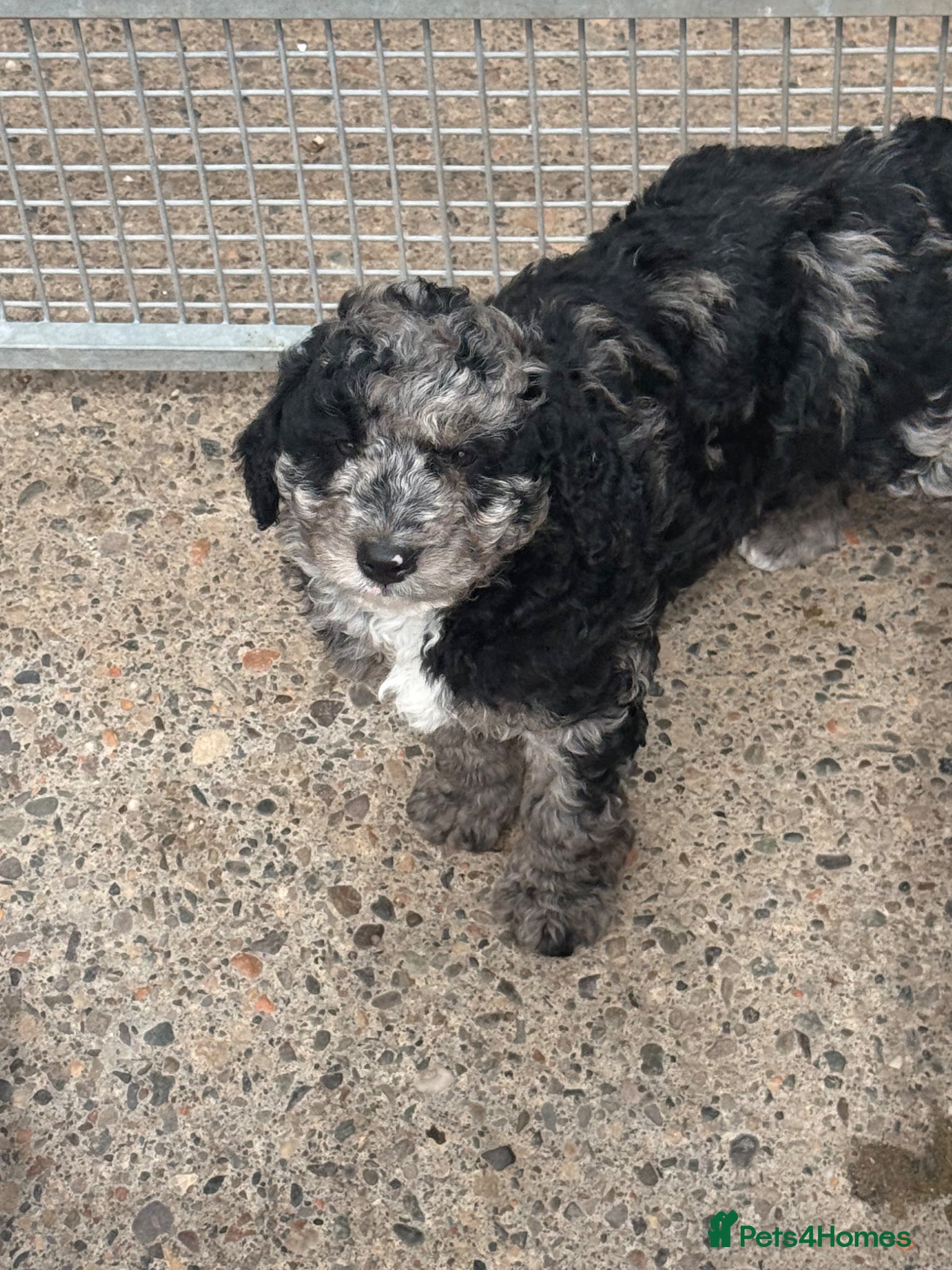 Labradoodle dogs READY NOW F1 Miniature Labradoodle.  - Advert 4