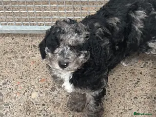 Labradoodle dogs READY NOW F1 Miniature Labradoodle. - Advert 4