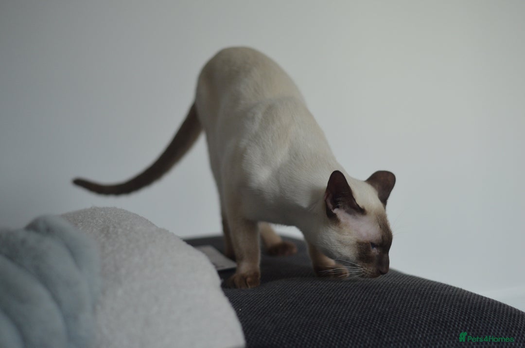 Siamese cats for stud: 🍫 CHOCCY POINT WEDGEHEAD TYPE SIAMESE STUD - Advert 8