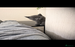 Domestic Shorthair cats for sale: Grey kitten - Advert 3