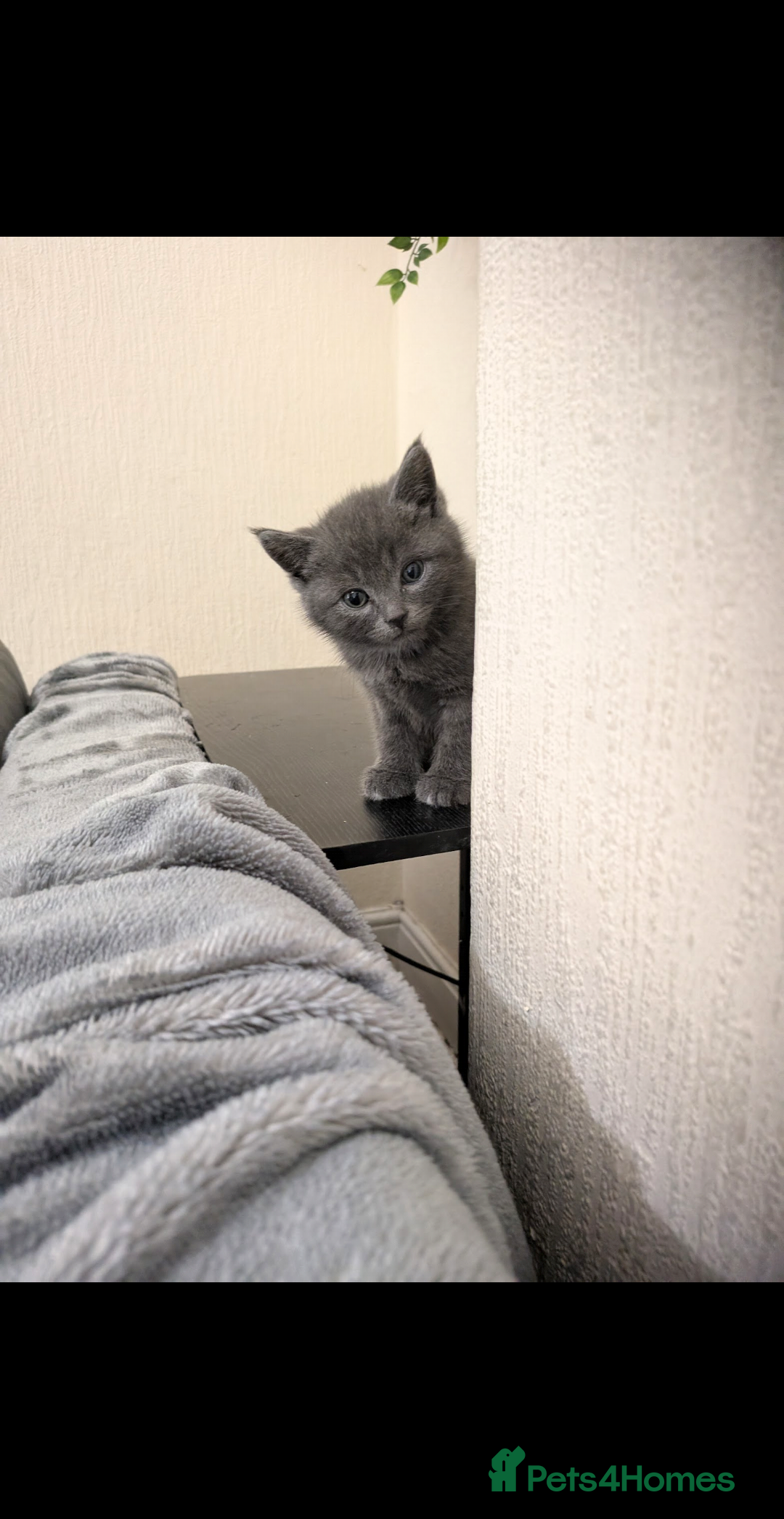Domestic Shorthair cats for sale: Grey kitten - Advert 3