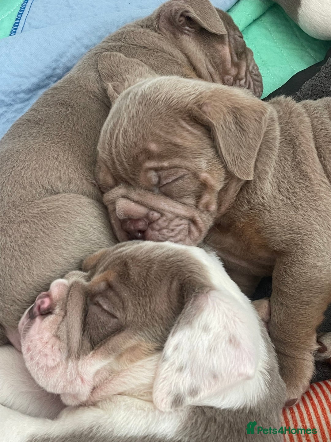 Olde English Bulldogge dogs for sale: The best Old English Bulldogge  - Advert 2