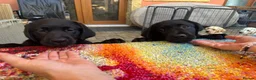 Labrador Retriever dogs for sale: KC Reg Yellow & Black Labrador Pupp - Advert 14