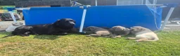 Labrador Retriever dogs for sale: Stunning KC Registered Labrador Retriever  - Advert 10