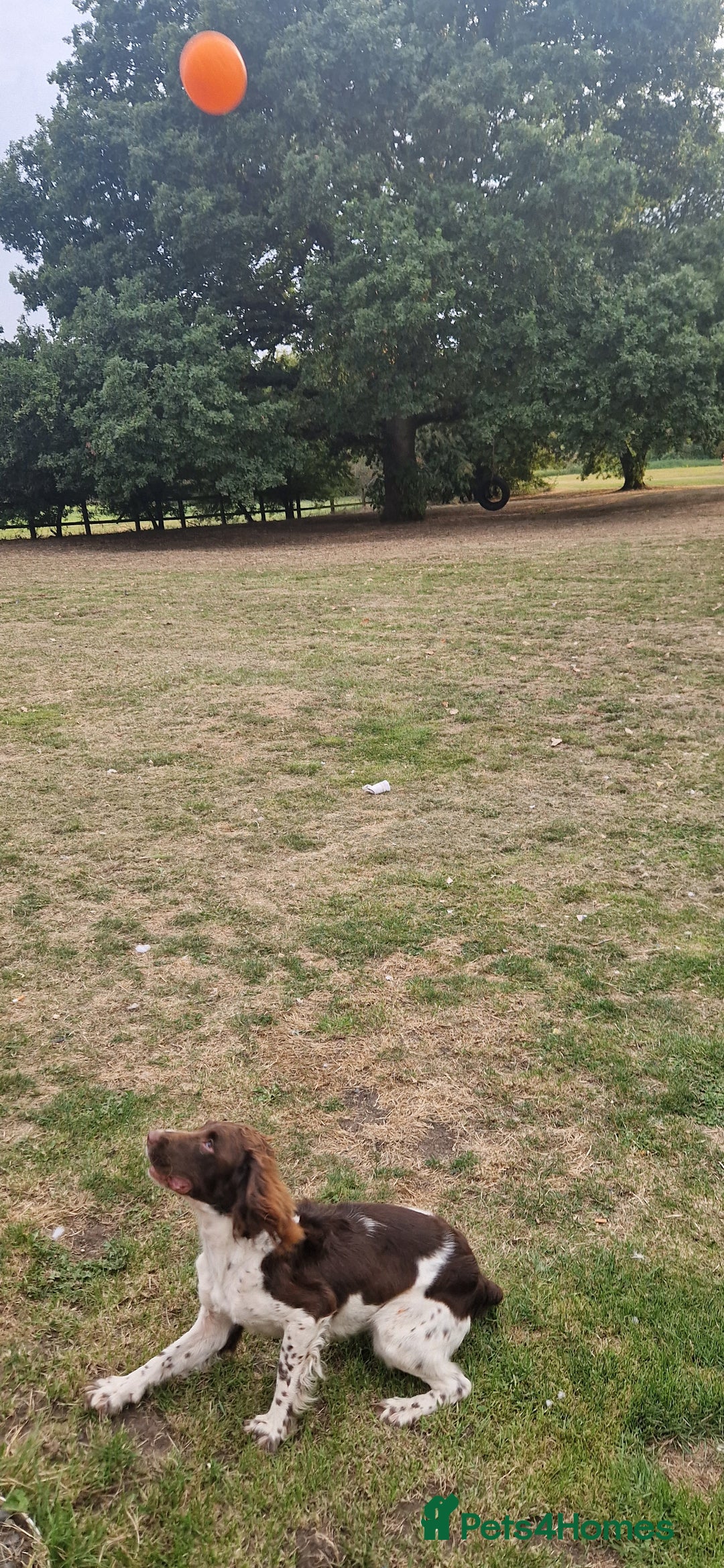 English Springer Spaniel dogs for sale: Bramble the English Springer Spaniel - Image 6
