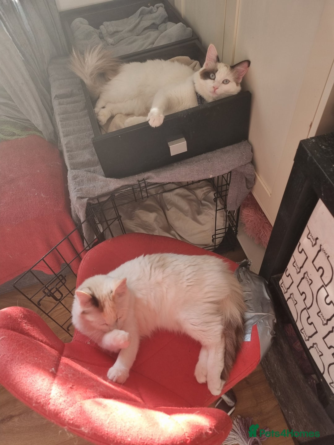 Ragdoll cats for sale: Bicolour ragdoll girls  - Advert 8