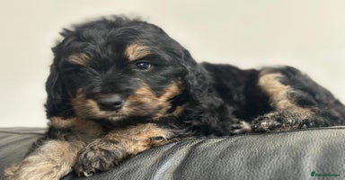 Bernedoodle dogs - Advert 15