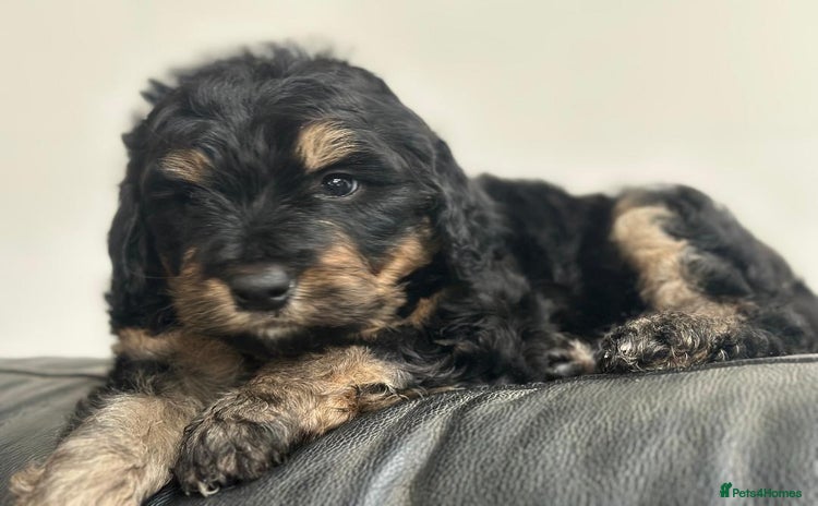 Bernedoodle dogs - Advert 1