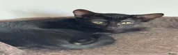 Mixed Breed cats for sale: Oriental Kittens for sale, Ready NOW, 4 left - Advert 4