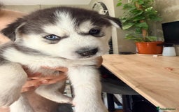 Siberian Husky dogs for sale: SIBERIAN HUSKY  - Image 20