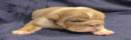 English Bulldog dogs for sale: ☆ showstopping stocky and Rare lilac tri pups ☆  - Advert 40