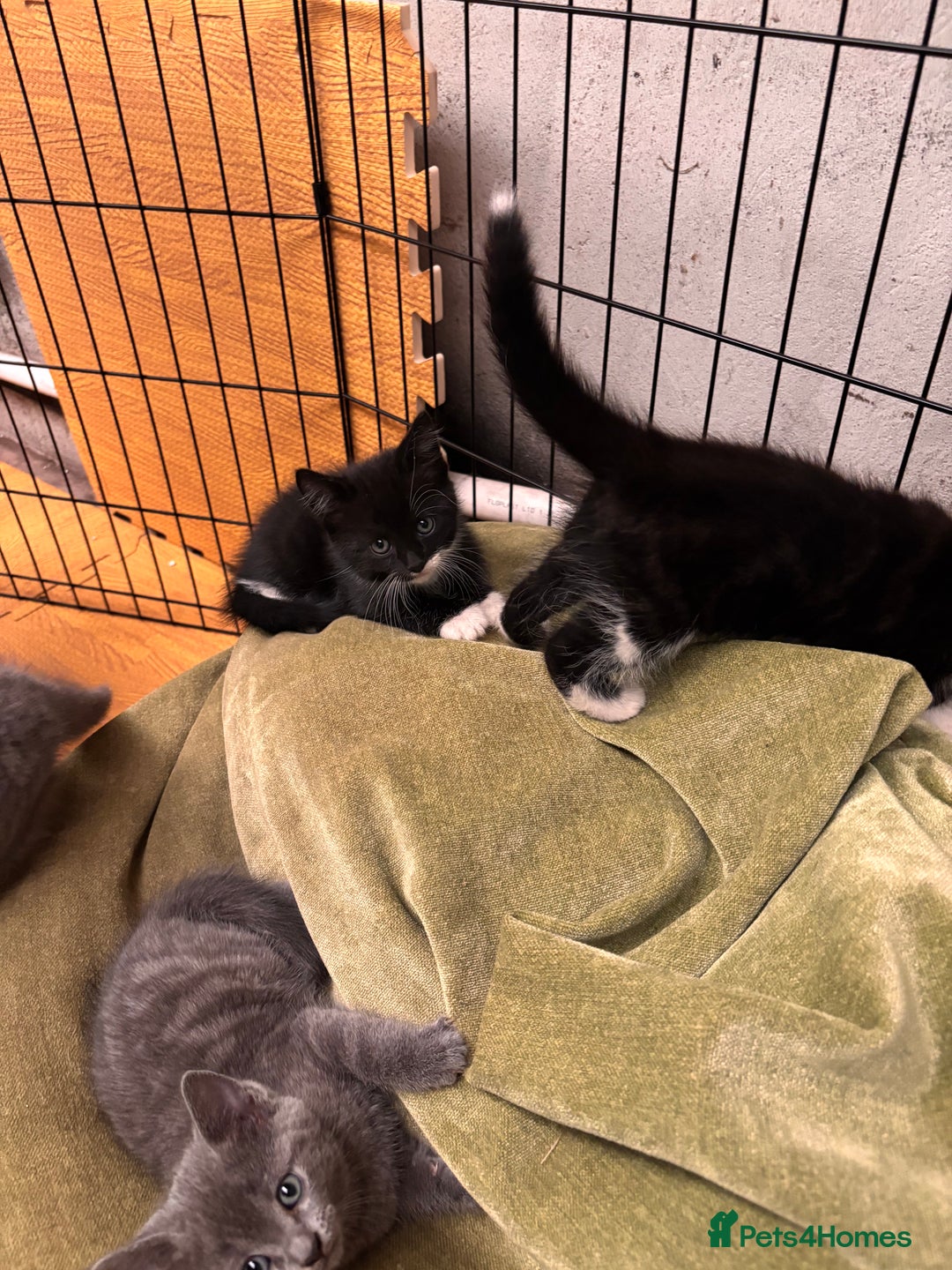 Mixed Breed cats for sale: 4 beautiful kittens ready now - Image 19