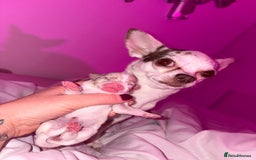 Chihuahua dogs for sale: 💕Stunning chihuahua pups 💕 - Image 17