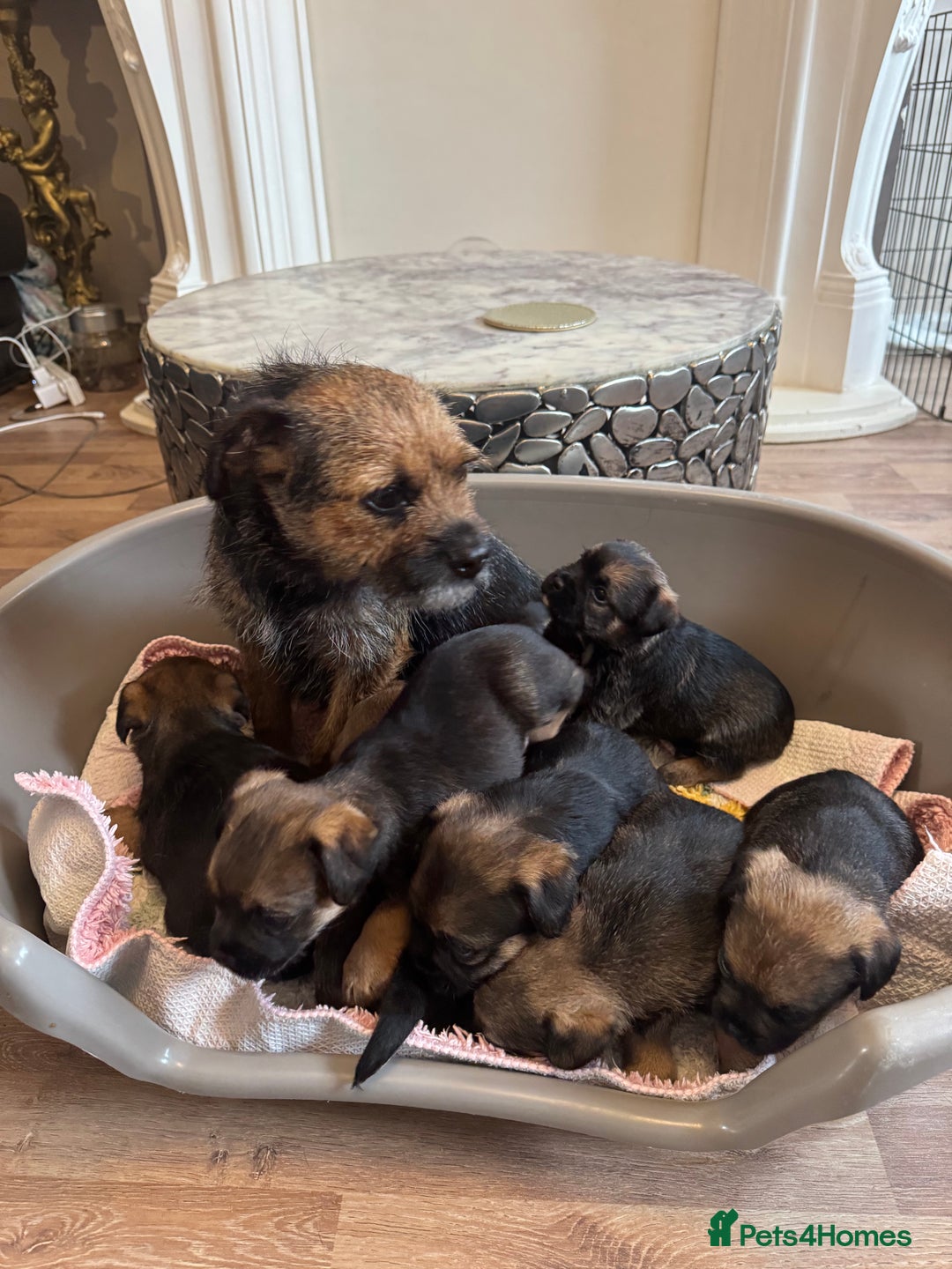 Border Terrier dogs for sale: Gorgeous litter of 7 Border terrier puppies 5F 2M - Advert 1