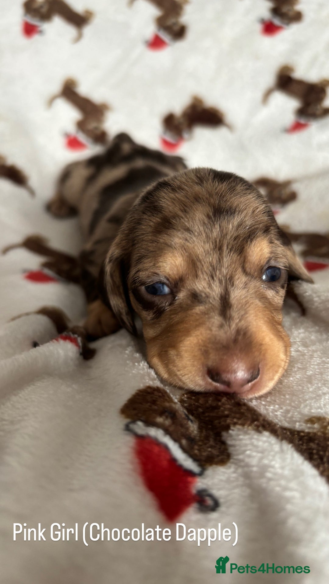 Miniature Dachshund dogs for sale: Last 2 Miniature Dachshund Pups Ready 23rd Dec! - Advert 29