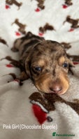 Miniature Dachshund dogs 🎄Miniature Dachshund Pups, KC Reg, PRA Clear🎄 - Advert 2