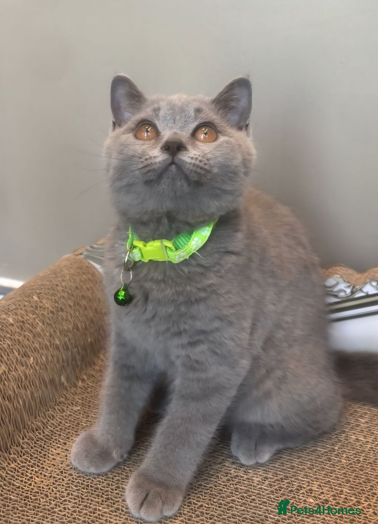 British Shorthair cats GORGEOUS British Short Hair Kittens - Advert 2