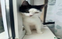 American Shorthair cats for sale: Female black and white American shorthair cat - Image 1