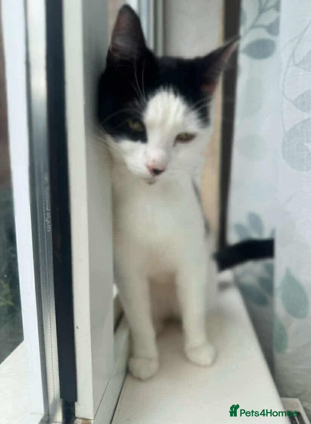 American Shorthair cats for sale: Female black and white American shorthair cat - Image 1